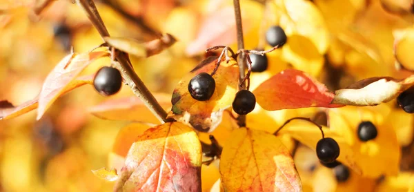 Autumn Bush of wolf berries in the sun background, banner