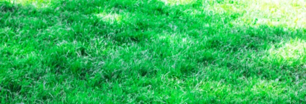 Zielona Trawa Niewyraźne Teksturę Tła Poziomy Baner — Zdjęcie stockowe