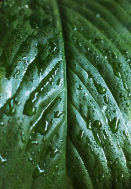 Doğal yeşil bitki yaprağı suyu ile doku arka plan, dikey damla