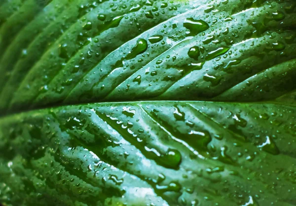 Tekstura Naturalnego Zielonego Liści Roślinnej Wodą Krople Tła Poziome — Zdjęcie stockowe