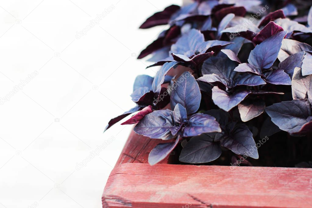 Fresh purple Basil leaves in wooden pot on white background
