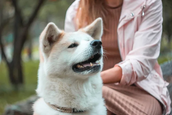 Japoński Pies Portret Akita Inu Młodą Kobietę Zewnątrz — Zdjęcie stockowe