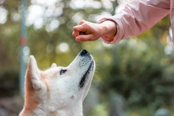 Pies Japoński Akita Inu Ręki Młodą Kobietę Zewnątrz — Zdjęcie stockowe