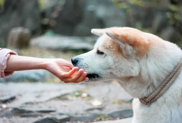 Pies Japoński Akita Inu Zjada Ręki Kobiety — Zdjęcie stockowe