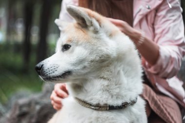 Japonca Akita Inu portre açık havada Genç kadınla köpek.