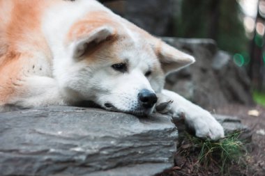 Üzgün Japonca Akita Inu sahibi açık havada için bekleyen köpek 