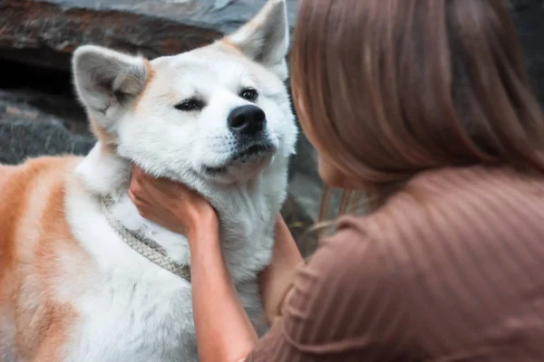 Pies Japoński Akita Inu Portret Młodej Kobiety Rękami Zewnątrz — Zdjęcie stockowe