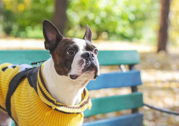 Dog Boston Terrier Yellow Sweater Sitting Bench Park — Stock Photo, Image