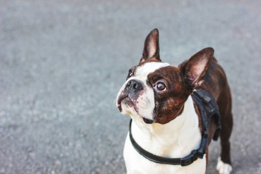 Sevimli köpek boston korkunç gri arka plan üzerinde
