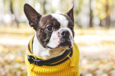 Boston Terrier köpek Park sonbaharda portresi