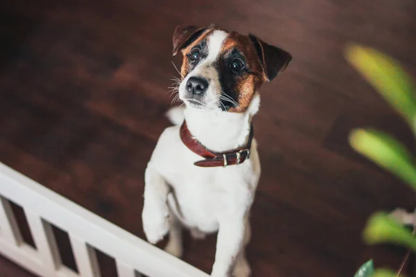 Cute Puppy Dog Jack Russell terrier looking at camera in home — Stock Photo, Image