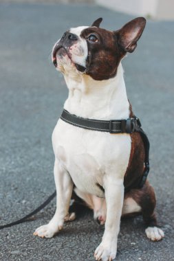 Üzgün köpek Boston Terrier kaldırımda oturan 