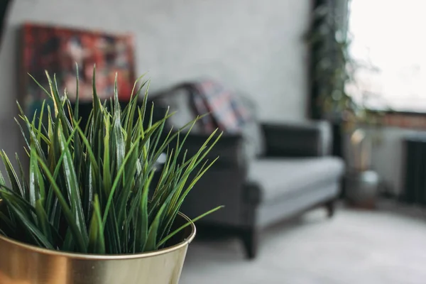 Современный эколофт в гостиной, бетонный пол, диван, минимализм. Фокус на зеленое домашнее растение — стоковое фото