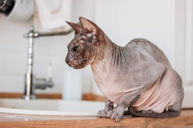 Safkan kel Sphynx kedi gri tabby mutfakta oturan