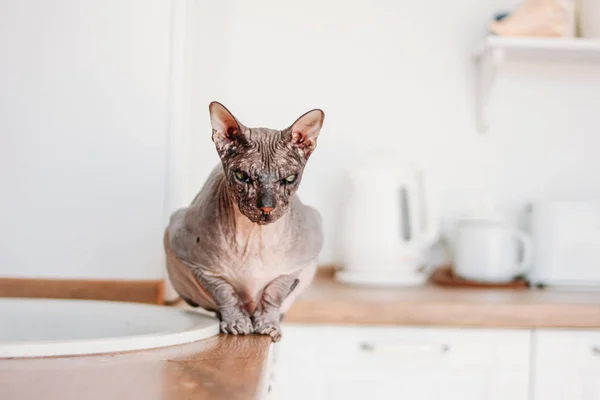 Puro careca Sphynx gato cinza tabby sentado na cozinha — Fotografia de Stock