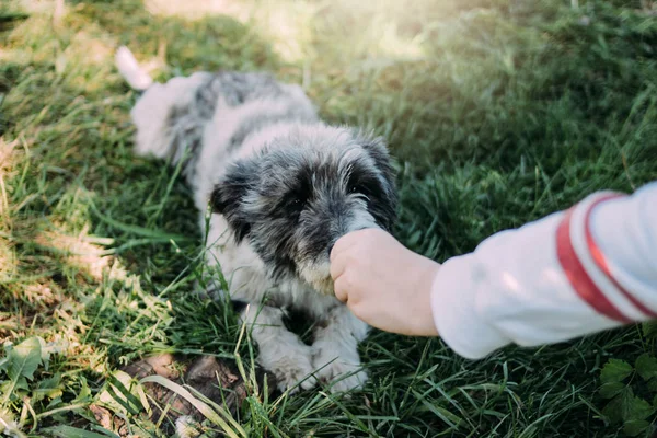 Gris rizado encantador patio perro mestizo se encuentra en la hierba verde de verano. Niño alimenta perro — Foto de Stock