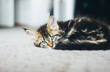 Küçük gri çizgili yavru Maine Coon birkaç ay katta yatıyor ve kamera bakıyor