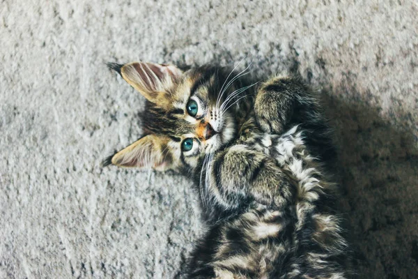Małe szare paski Kitten Maine Coon kilka miesięcy leżącego na podłodze — Zdjęcie stockowe