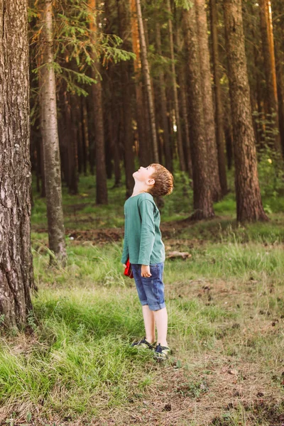 Little boy in casual clothing on background of pine trees in forest — Stock Image Little boy in casual clothing on background of pine trees in forest Royalty Free Stock Images