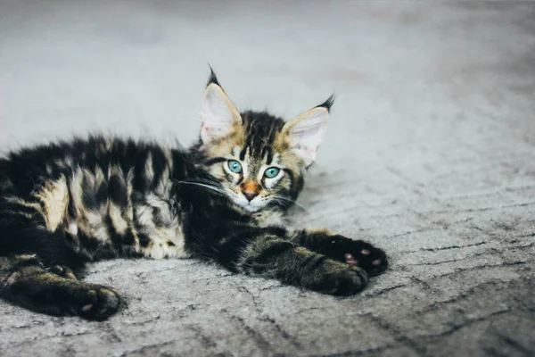 Маленький серый полосатый котенок Мэн Кун несколько месяцев пролежал на гриппе — стоковое фото