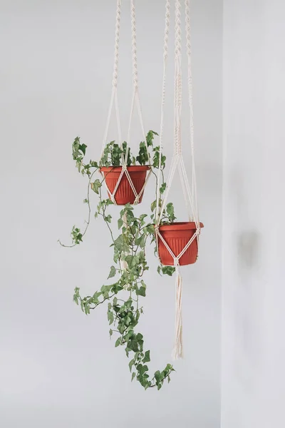 Green House Plant Bindweed Brown Pot Handmade Macrame Weave Gray — Stock Photo, Image