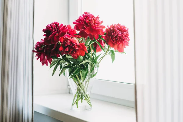 Beautiful mono bouquet of fresh lush red peonies in vase on windowsill with curtains at home