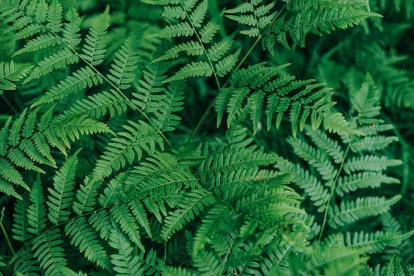 Πράσινα Φύλλα Φτέρης Φυσικό Φόντο Υφή Δάσους — Φωτογραφία Αρχείου