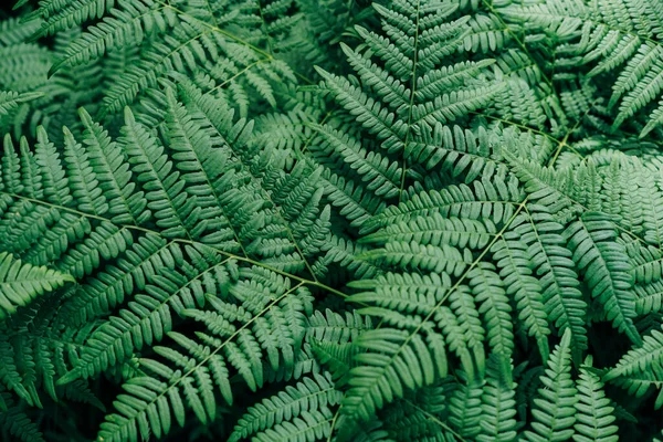 Green fern leaves in forest textured natural background