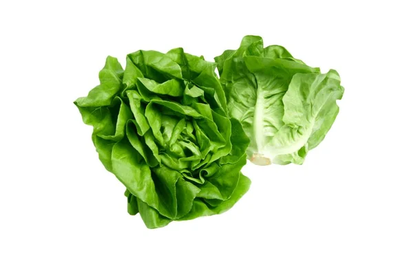 Zöld Vaj Saláta Zöldség Vagy Saláta Izolált Fehér Hát Őrölt — Stock Fotó