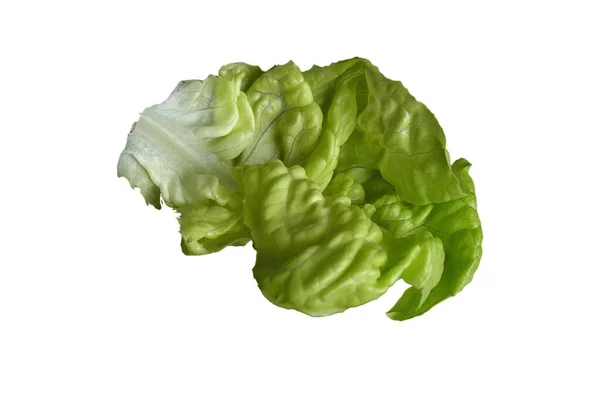 Lechuga Mantequilla Verde Vegetal Ensalada Aislada Fondo Blanco Molido Concepto — Foto de Stock