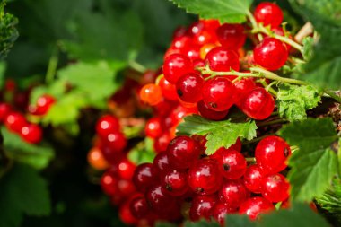 dal frenk üzümü kümeleri. çilek ev bahçesinde. yararlı doğal vitaminler.