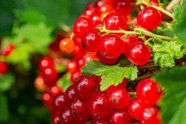 dal frenk üzümü kümeleri. çilek ev bahçesinde. yararlı doğal vitaminler.