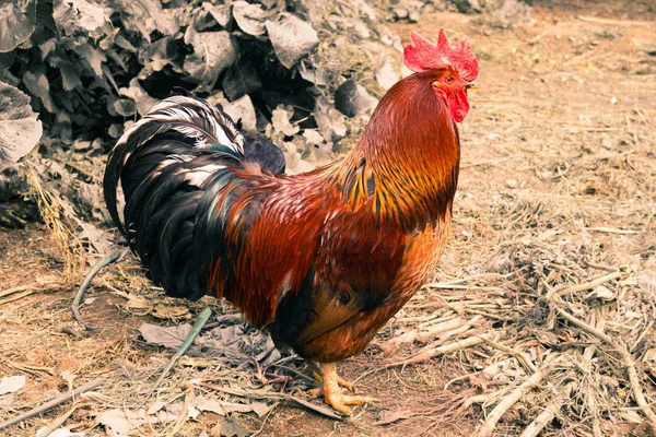 Gallo Aviario Para Aves Corral Hogar Avicultura — Foto de Stock