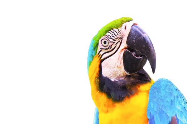 Close up head of macaw parrot isolated on white background — Stock Photo, Image