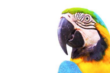 beyaz arka plan üzerinde izole macaw papağan baş kadar yakın