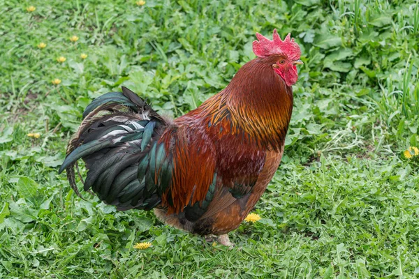 Polla de pie en la hierba. pollo, mascotas, aves, conceptos de granja — Foto de Stock
