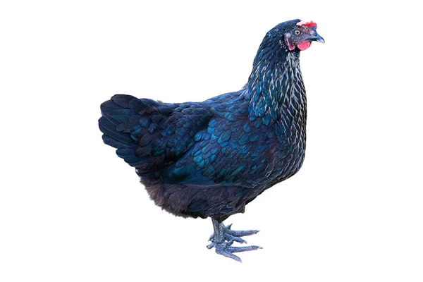 Una gallina negra aislada en blanco, plano de estudio, vista lateral — Foto de Stock