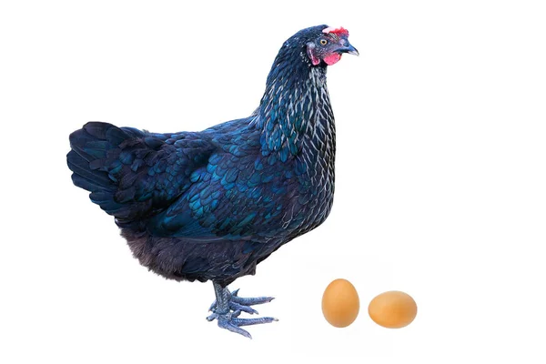 Una gallina negra con dos huevos aislados en blanco, plano de estudio, vista lateral — Foto de Stock