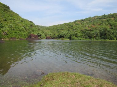 Palmiye yaprakları. Hint Okyanusu 'ndaki adada tropikal orman. Tropikal bir ormanın güzel manzarası.