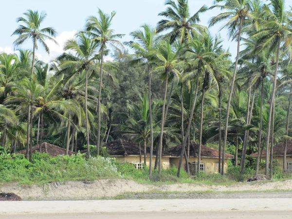 棕榈树的叶子。印度洋岛上的热带森林。热带丛林的美丽风景。热带森林背景的图片 — 图库照片