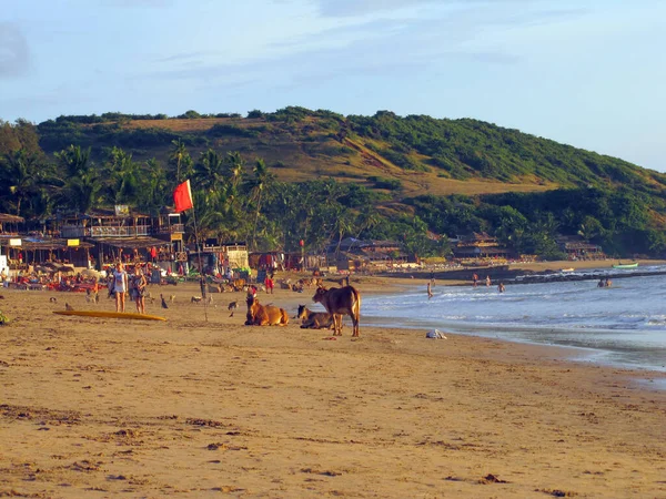 Ludzie relaksują się i spacerują po plaży w Goa, Indie. 10 listopada 2018 r. — Zdjęcie stockowe