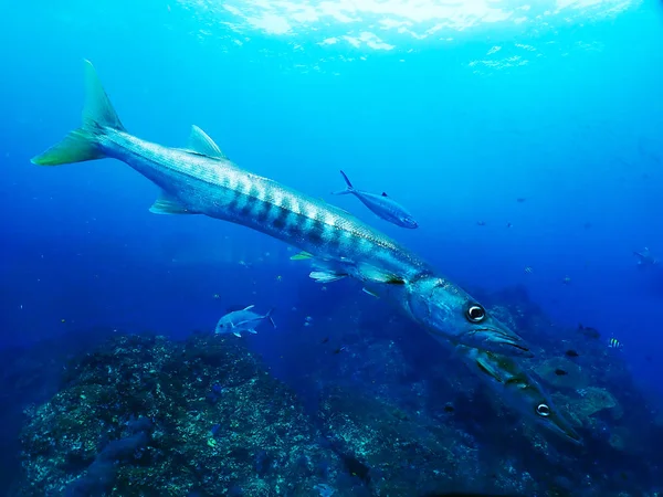 Resif Tarafında Barracudas — Stok fotoğraf