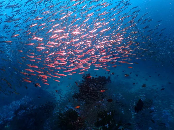 Kırmızı Balık Sürüsü — Stok fotoğraf