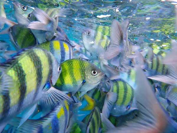 Ecole Poisson Jaune — Photo