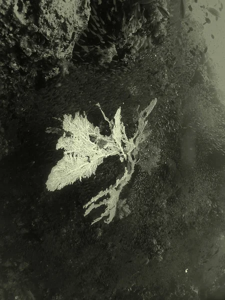 Siyah Beyaz Mercan — Stok fotoğraf