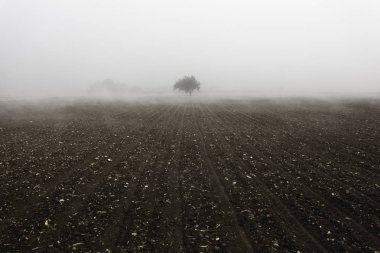 Yalnız bir ağaç sisli peyzaj