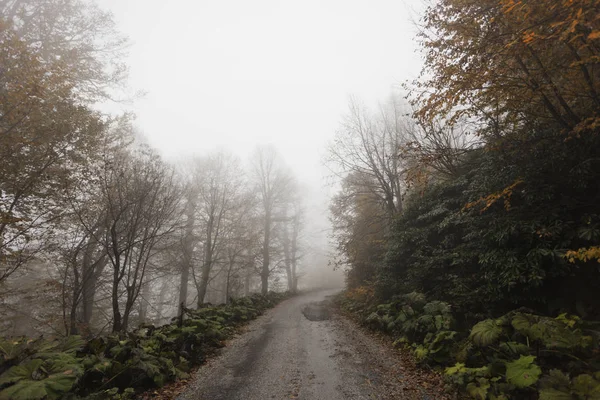 bir adam, sisli orman yolu