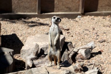 Tetikte Meerkat aile üyesi (Suncata suncatta)