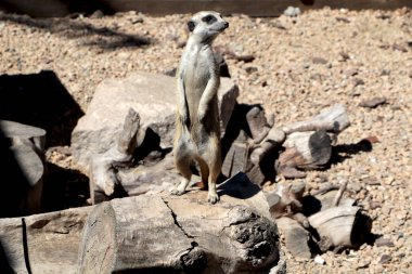 Tetikte Meerkat aile üyesi (Suncata suncatta)