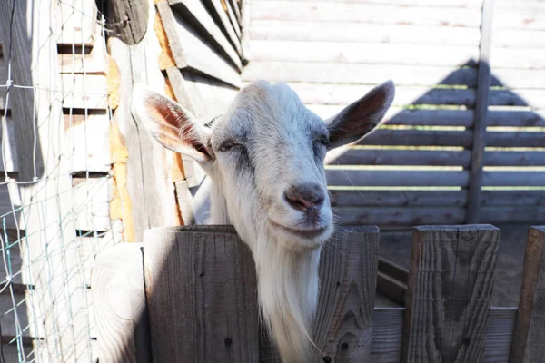 White goat with big horns portrait. Keeping animals in the zoo locked up. Animal rights concept